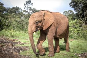 Mukkoka (c) Sheldrick Wildlife Trust