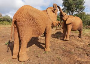 Mukkoka und Roho (c) Sheldrick Wildlife Trust
