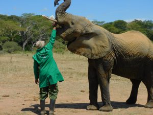 Murera beim Milch Saufen (c) Sheldrick Wildlife Trust