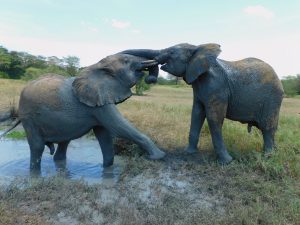 Mwashoti ringt um sein Revier (c) Sheldrick Wildlife Trust