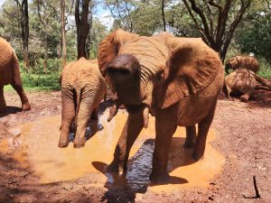 Nabulu (c) Sheldrick Wildlife Trust