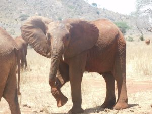 Ndii (c) Sheldrick Wildlife Trust