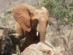 Ndotto (c) Sheldrick Wildlife Trust