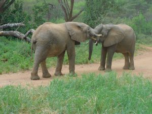 Ngasha und Jasiri beim Spielen (c) Sheldrick Wildlife Trust