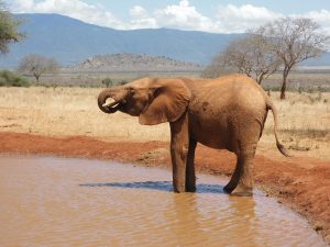 Ngilai (c) Sheldrick Wildlife Trust