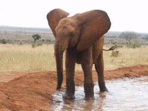 Ngilai (c) Sheldrick Wildlife Trust