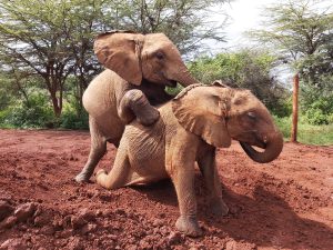 Olorien und Roho (c) Sheldrick Wildlife Trust