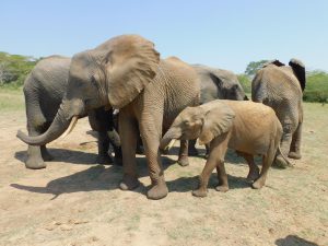 Nach der Milchpause warten alle auf Lima Lima (c) Sheldrick Wildlife Trust
