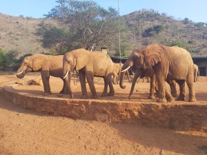 Die Waisen fressen ihre Luzernepellets (c) Sheldrick Wildlife Trust