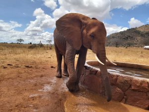 Panda (c) Sheldrick Wildlife Trust