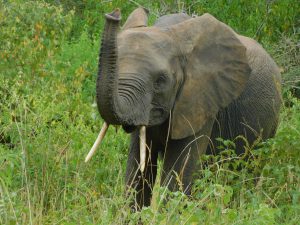 Quanza wittert etwas (c) Sheldrick Wildlife Trust