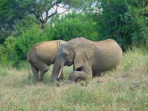 Quanza zeigt Luggard wie man sich ein bequemes Schlaflager herrichtet (c) Sheldrick Wildlife Trust