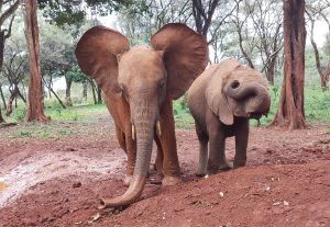 Rama und Kindani (c) Sheldrick Wildlife Trust