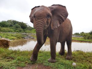 Roho (c) Sheldrick Wildlife Trust