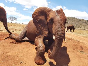 Rorogoi beim Wälzen (c) Sheldrick Wildlife Trust