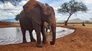 Sagala (c) Sheldrick Wildlife Trust