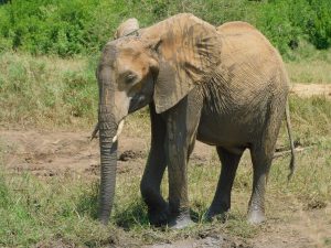 Shukuru (c) Sheldrick Wildlife Trust