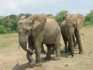 Sonje und Lima Lima (c) Sheldrick Wildlife Trust
