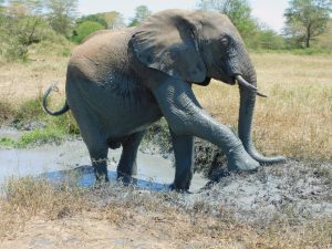 Ziwa (c) Sheldrick Wildlife Trust