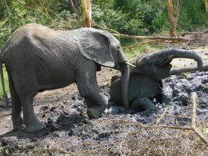 Ziwa und Alamaya im Schlamm (c) Sheldrick Wildlife Trust