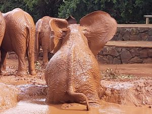 Ziwadi (c) Sheldrick Wildlife Trust