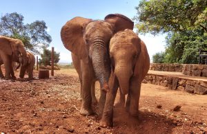 Ziwadi und Kindani (c) Sheldrick Wildlife Trust