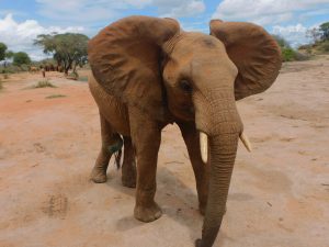 Enkikwe (c) Sheldrick Wildlife Trust