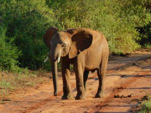 Enkikwe (c) Sheldrick Wildlife Trust