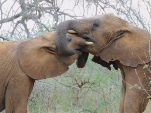 Jotto und Mapia (c) Sheldrick Wildlife Trust