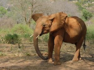 Kamok (c) Sheldrick Wildlife Trust