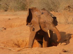 Kauro (c) Sheldrick Wildlife Trust