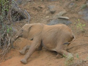 Kuishi (c) Sheldrick Wildlife Trust