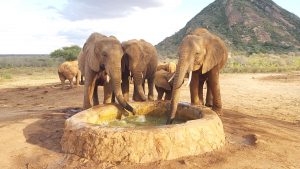 Lapa mit den Kindermädchen Olare, Narok und Naisula (c) Sheldrick Wildlife Trust