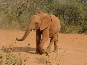 Malkia (c) Sheldrick Wildlife Trust