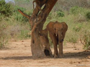 Musiara beim Entspannen (c) Sheldrick Wildlife Trust