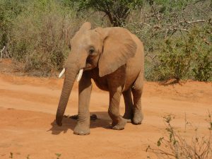 Olsekki (c) Sheldrick Wildlife Trust