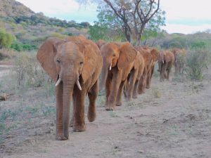 Pare führt die Herde an (c) Sheldrick Wildlife Trust