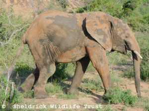 Enkikwe