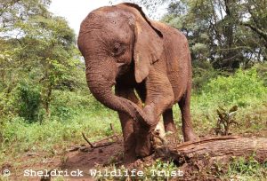 Kinyei