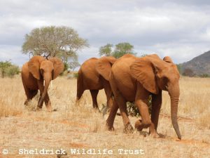 Ndii