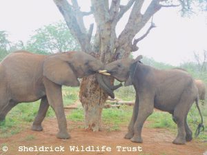 Olsekki ringt mit Enkikwe