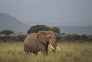 Baringo
