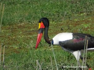 Ein Sattelstorch in den Sümpfen Amboselis