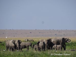 Eine Elefantenfamilie am Rand eines Sumpfes