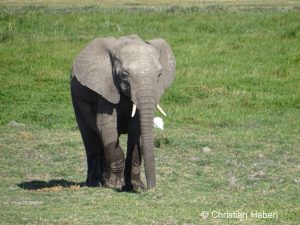 Junger Elefant aus Amboseli