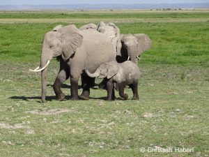 Ein Kalb fordert von seiner Mutter Milch
