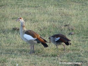 Nilgänse gehören zu den Wasservögeln Amboselis