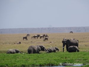 Die Amboseli-Sümpfe bedeuten Leben für unzählige Tiere