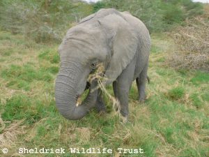 Enkesha
