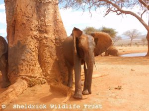 Kenia beim Schubbern